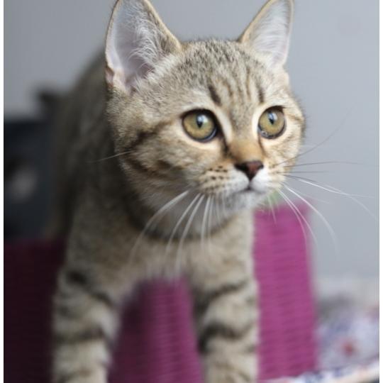 BREDELE CARBIN Mâle British Shorthair