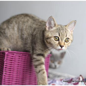 chaton British Shorthair black golden mackerel tabby BREDELE Chatterie Carbin