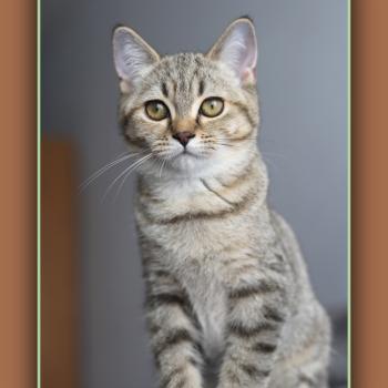 chaton British Shorthair black golden mackerel tabby BREDELE Chatterie Carbin
