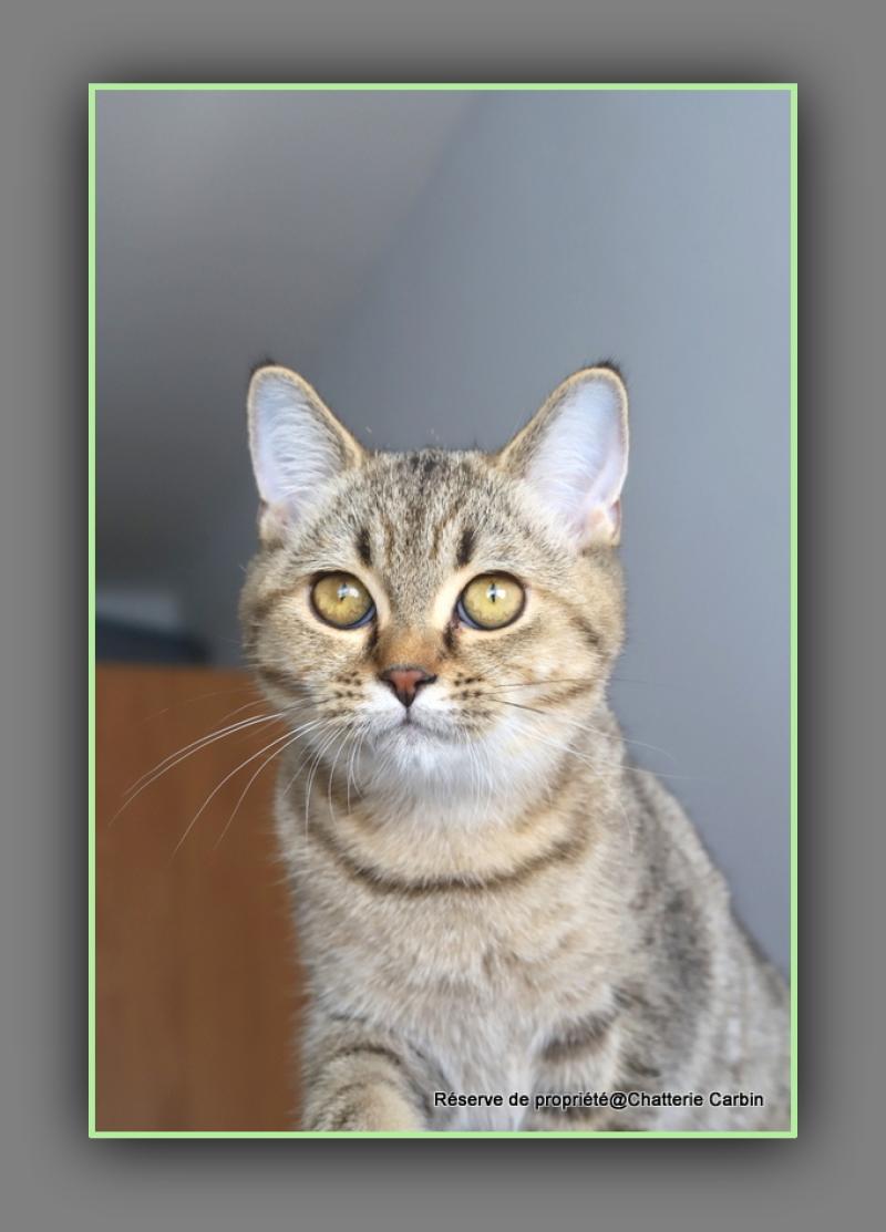 BREDELE CARBIN Mâle British Shorthair