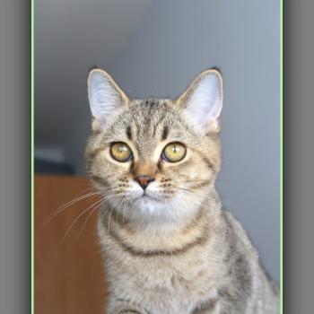chaton British Shorthair black golden mackerel tabby BREDELE Chatterie Carbin