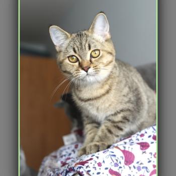 chaton British Shorthair black golden mackerel tabby BREDELE Chatterie Carbin
