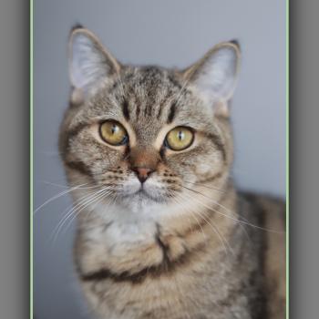 chaton British Shorthair black golden mackerel tabby BREDELE Chatterie Carbin
