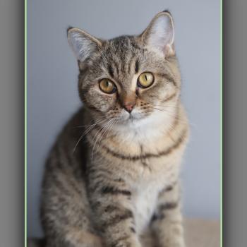 chaton British Shorthair black golden mackerel tabby BREDELE Chatterie Carbin