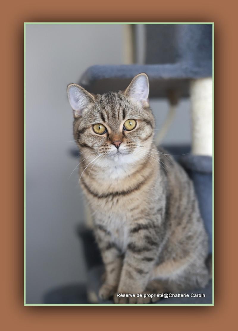 BREDELE CARBIN Mâle British Shorthair