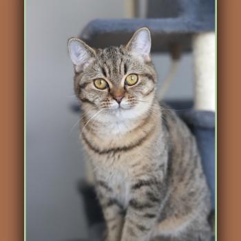 chaton British Shorthair black golden mackerel tabby BREDELE Chatterie Carbin