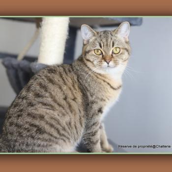 chaton British Shorthair black golden mackerel tabby BREDELE Chatterie Carbin