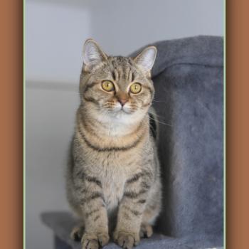 chaton British Shorthair black golden mackerel tabby BREDELE Chatterie Carbin