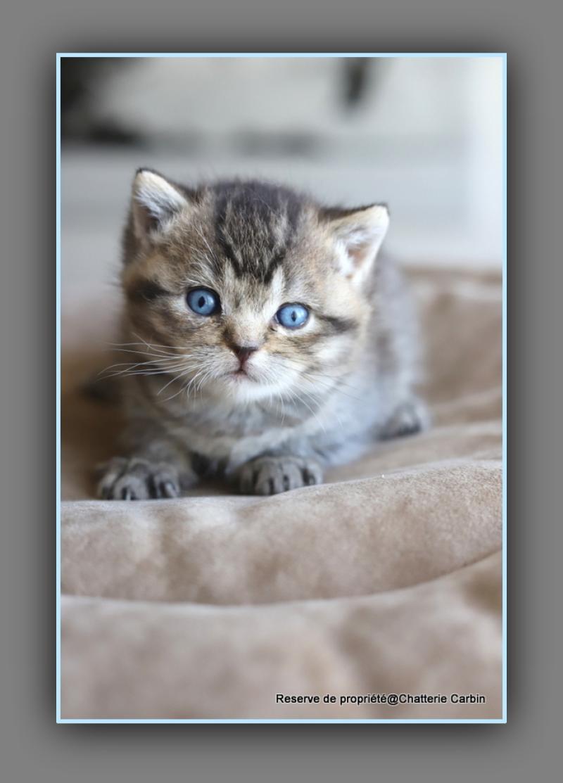 BUGATTI CARBIN Mâle British Shorthair