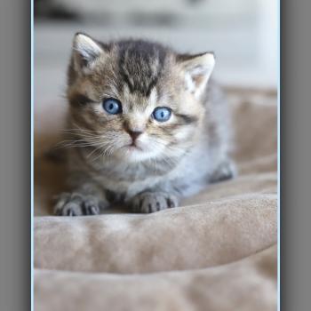 chaton British Shorthair black golden ticked tabby BUGATTI Chatterie Carbin