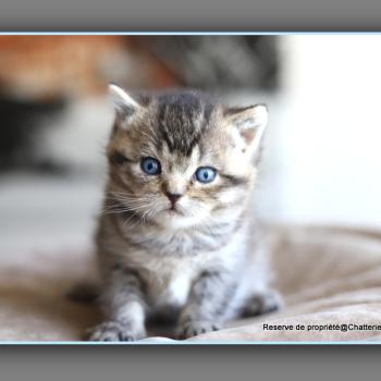 chaton British Shorthair black golden ticked tabby BUGATTI Chatterie Carbin