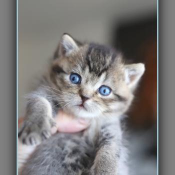 chaton British Shorthair black golden ticked tabby BUGATTI Chatterie Carbin