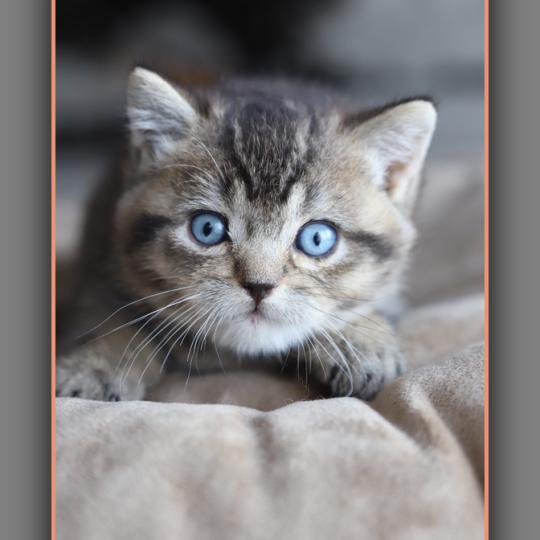 BUGATTI CARBIN Mâle British Shorthair