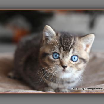 chaton British Shorthair black golden ticked tabby BUGATTI Chatterie Carbin