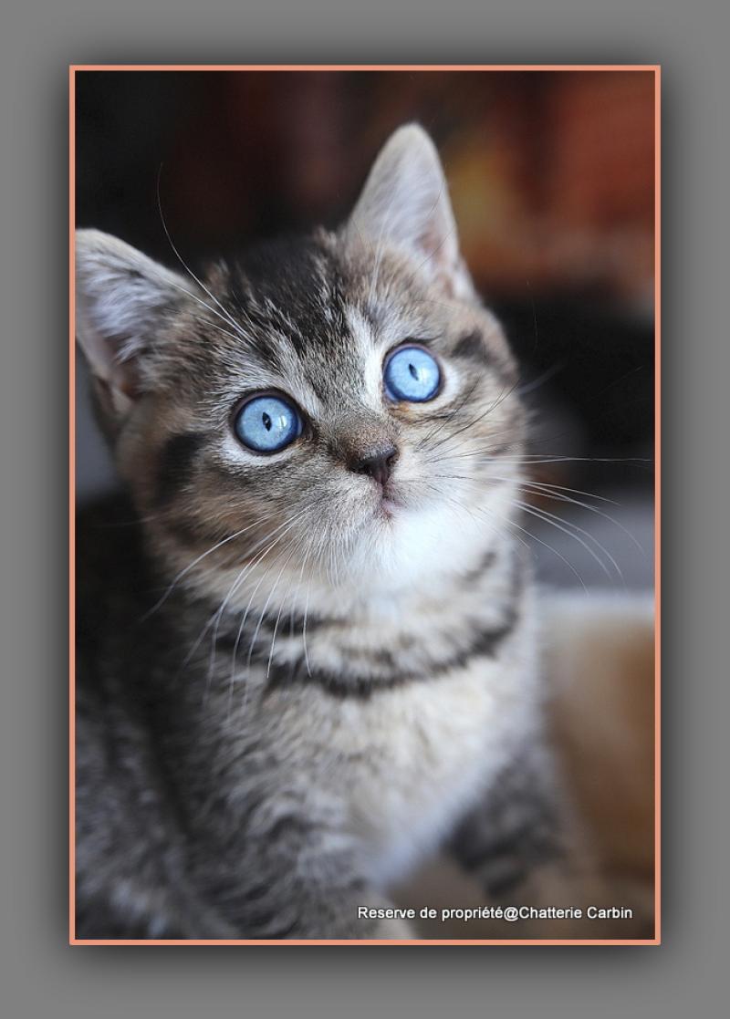 BUGATTI CARBIN Mâle British Shorthair