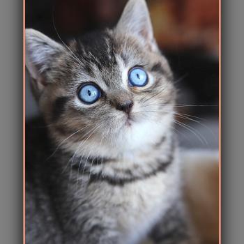 chaton British Shorthair black golden ticked tabby BUGATTI Chatterie Carbin