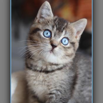 chaton British Shorthair black golden ticked tabby BUGATTI Chatterie Carbin