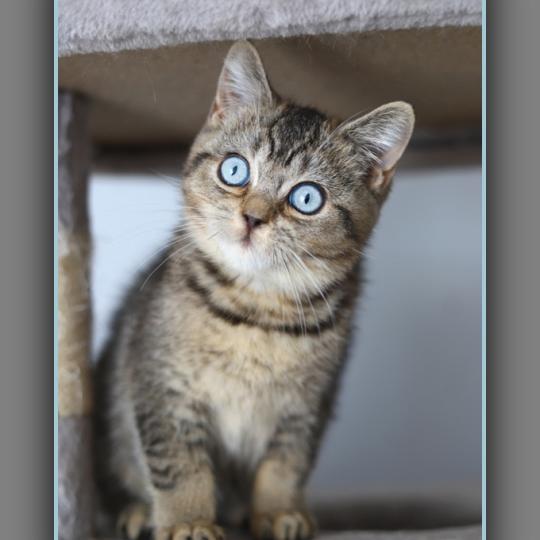 BUGATTI CARBIN Mâle British Shorthair
