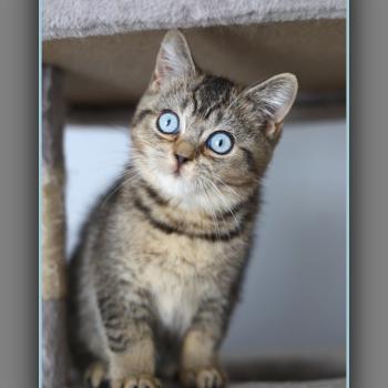 chaton British Shorthair black golden ticked tabby BUGATTI Chatterie Carbin