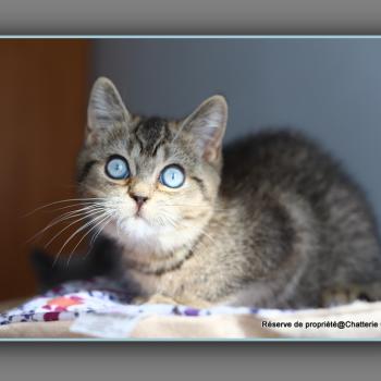 chaton British Shorthair black golden ticked tabby BUGATTI Chatterie Carbin