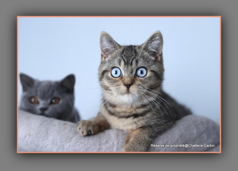 BUGATTI CARBIN Mâle British Shorthair