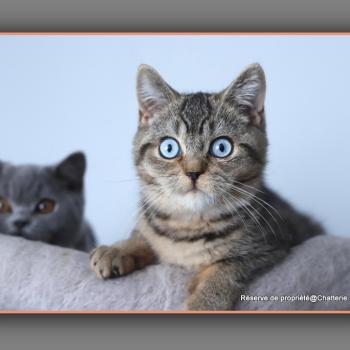 chaton British Shorthair black golden ticked tabby BUGATTI Chatterie Carbin