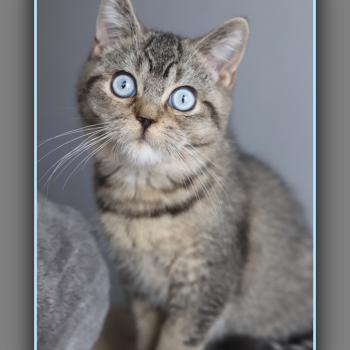 chaton British Shorthair black golden ticked tabby BUGATTI Chatterie Carbin