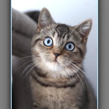 chaton British Shorthair black golden ticked tabby BUGATTI Chatterie Carbin