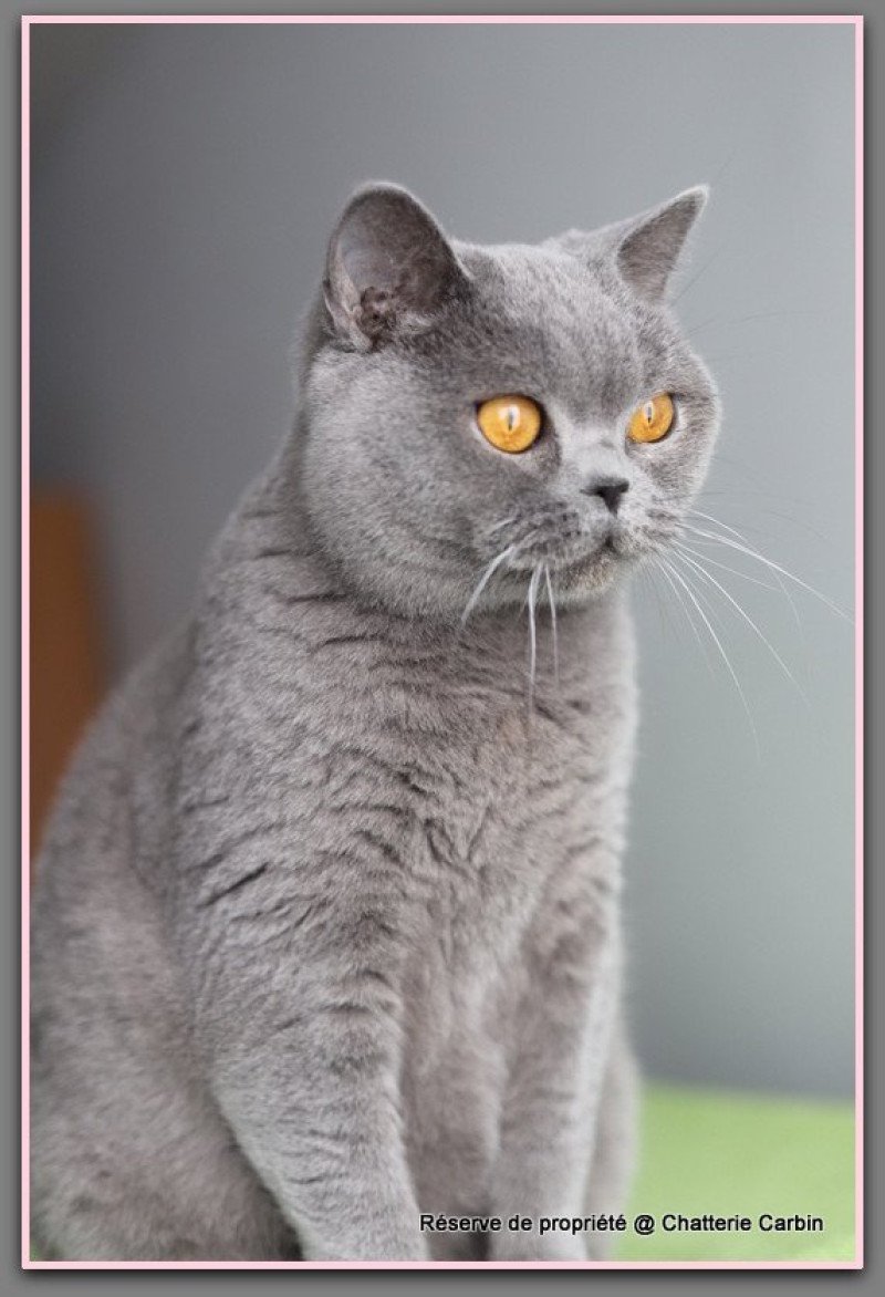 Renaissance DU VAL D'AMBOISE Femelle British Shorthair