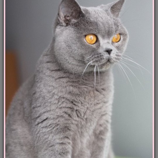 Renaissance DU VAL D'AMBOISE Femelle British Shorthair