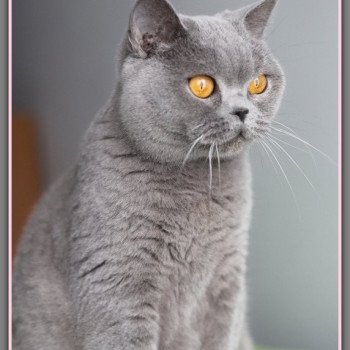 chat British Shorthair blue Renaissance Chatterie Carbin