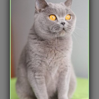 chat British Shorthair blue Renaissance Chatterie Carbin