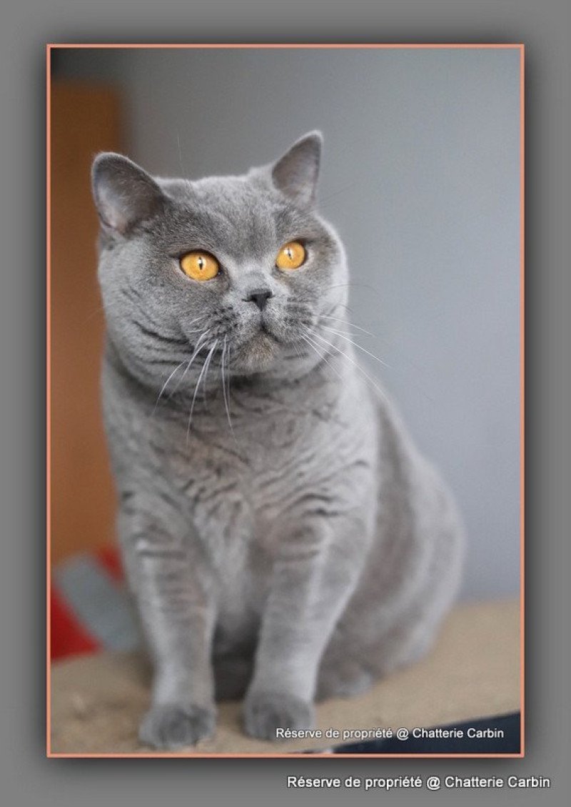 Renaissance DU VAL D'AMBOISE Femelle British Shorthair