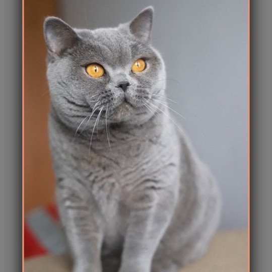 Renaissance DU VAL D'AMBOISE Femelle British Shorthair
