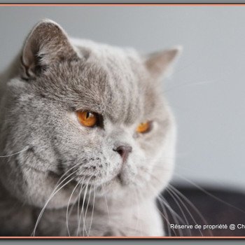 chat British Shorthair lilac THAÏS Chatterie CARBIN chat British Shorthair lilac THAÏS Chatterie CARBIN