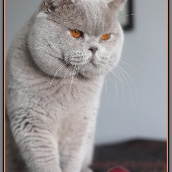 chat British Shorthair lilac THAÏS Chatterie CARBIN chat British Shorthair lilac THAÏS Chatterie CARBIN
