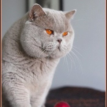chat British Shorthair lilac THAÏS Chatterie CARBIN chat British Shorthair lilac THAÏS Chatterie CARBIN