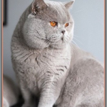 chat British Shorthair lilac THAÏS Chatterie CARBIN chat British Shorthair lilac THAÏS Chatterie CARBIN