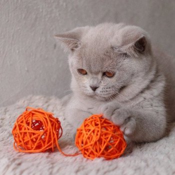 chat British Shorthair lilac Thaïs Chatterie CARBIN chat British Shorthair lilac Thaïs Chatterie CARBIN