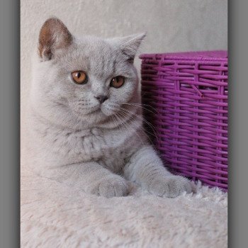 chat British Shorthair lilac Thaïs Chatterie CARBIN chat British Shorthair lilac Thaïs Chatterie CARBIN