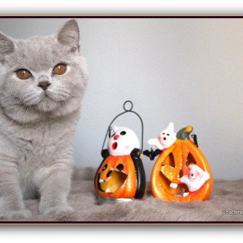 chat British Shorthair lilac Thaïs Chatterie CARBIN chat British Shorthair lilac Thaïs Chatterie CARBIN