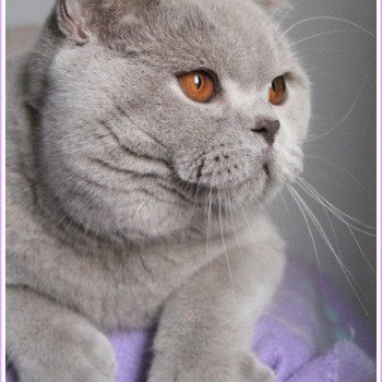chat British Shorthair lilac Thaïs Chatterie CARBIN chat British Shorthair lilac Thaïs Chatterie CARBIN