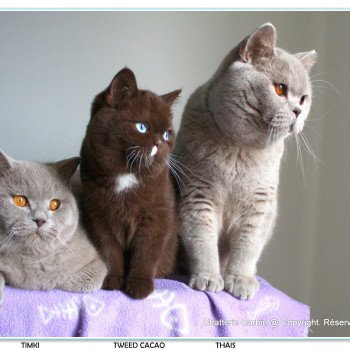 chat British Shorthair lilac Thaïs Chatterie CARBIN chat British Shorthair lilac Thaïs Chatterie CARBIN
