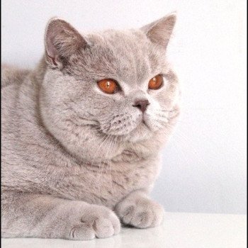 chat British Shorthair lilac Thaïs Chatterie CARBIN chat British Shorthair lilac Thaïs Chatterie CARBIN