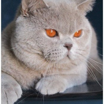 chat British Shorthair lilac Thaïs Chatterie CARBIN chat British Shorthair lilac Thaïs Chatterie CARBIN