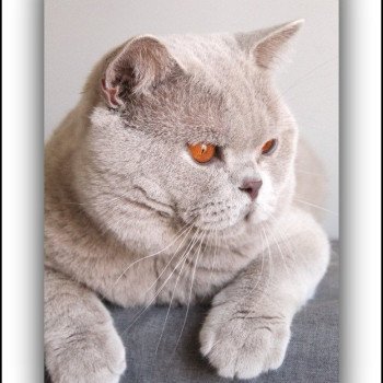 chat British Shorthair lilac Thaïs Chatterie CARBIN chat British Shorthair lilac Thaïs Chatterie CARBIN