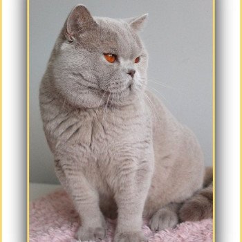 chat British Shorthair lilac Thaïs Chatterie CARBIN chat British Shorthair lilac Thaïs Chatterie CARBIN