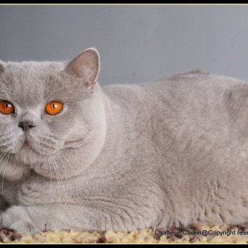 chat British Shorthair lilac Thaïs Chatterie CARBIN chat British Shorthair lilac Thaïs Chatterie CARBIN