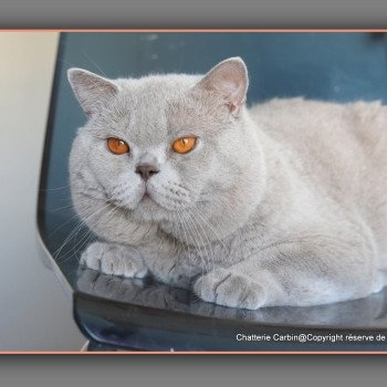 chat British Shorthair lilac Thaïs Chatterie CARBIN chat British Shorthair lilac Thaïs Chatterie CARBIN