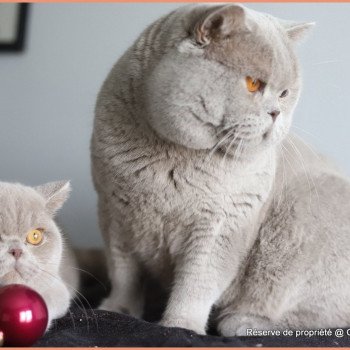 chat British Shorthair lilac Thaïs Chatterie CARBIN chat British Shorthair lilac Thaïs Chatterie CARBIN